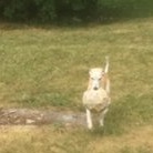 Mascot 2